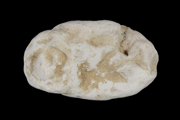 Cretaceous Fish Coprolite (Fossil Poop) - Kansas #216463